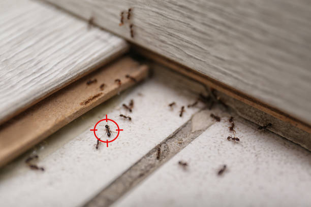 Best Pest Inspection Near Me  in Darrington, WA