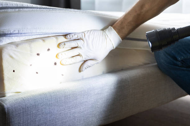 Wasp Removal Services in Darrington, WA